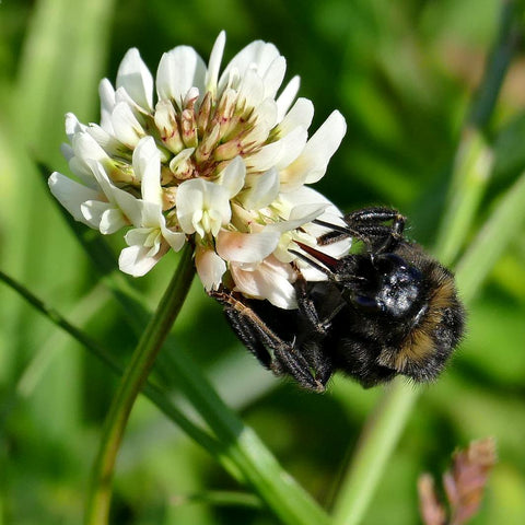 Pollinator Cover Crop Seed