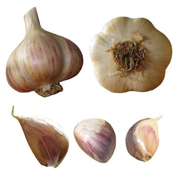 big boy garlic seed bulbs