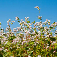 Buckwheat Cover Crop Seed