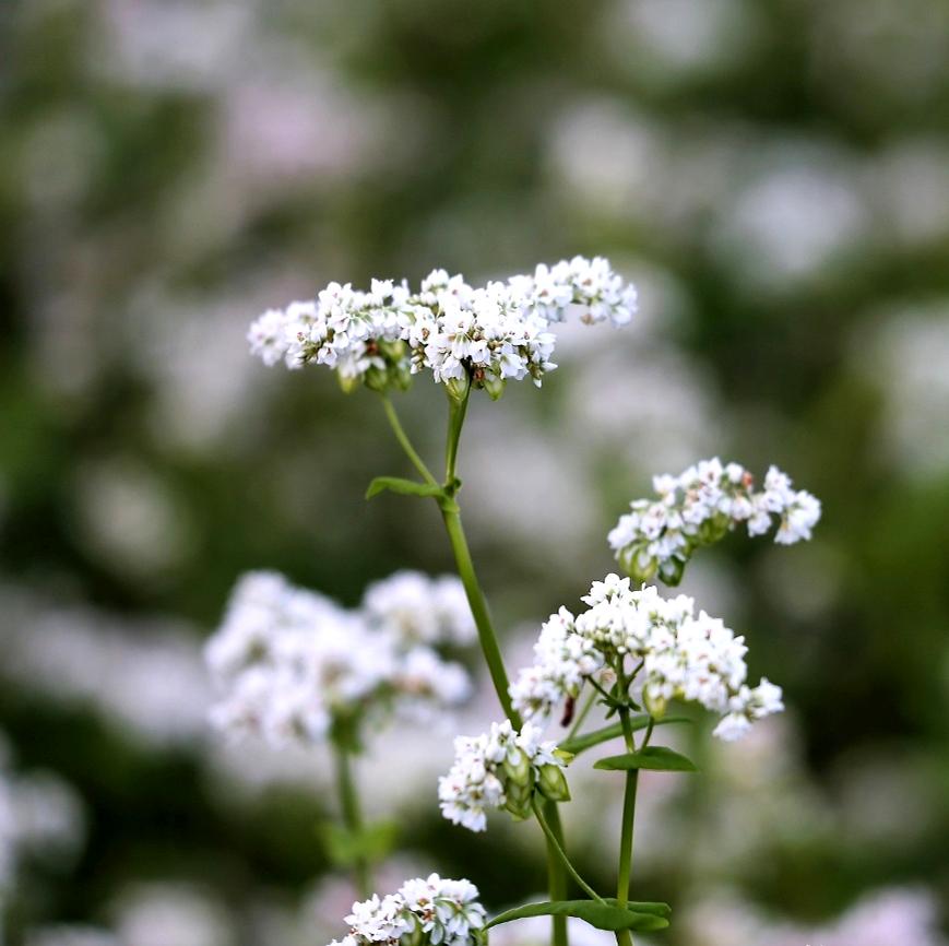Pollinator Cover Crop Seed