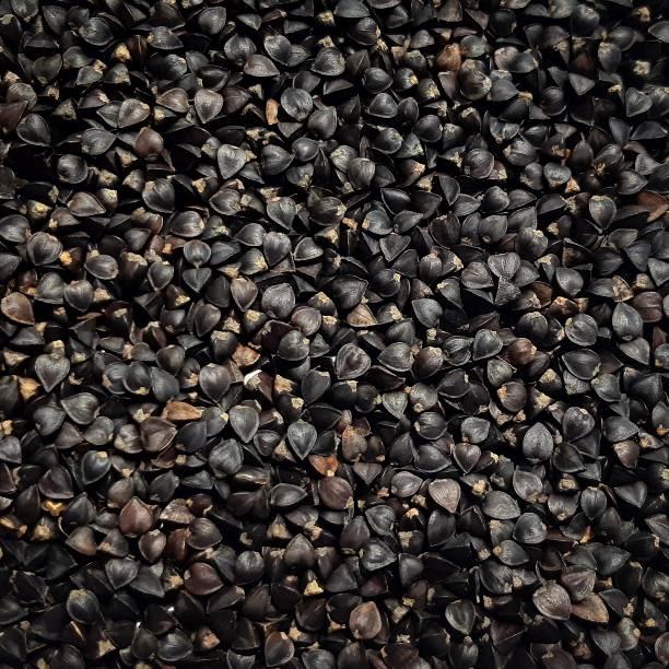 Buckwheat Cover Crop Seed