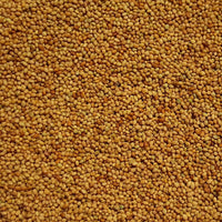 Crimson Clover Cover Crop Seed