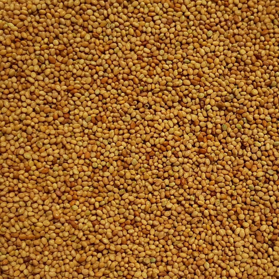 Crimson Clover Cover Crop Seed