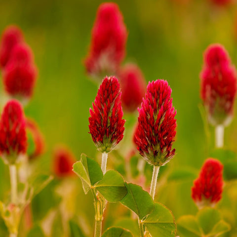 Crimson Clover Cover Crop Seed