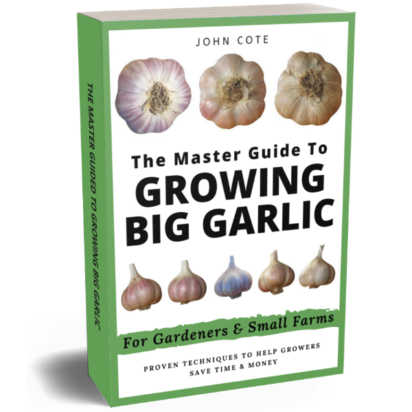 Growing Big Garlic