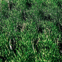 Fall Rye