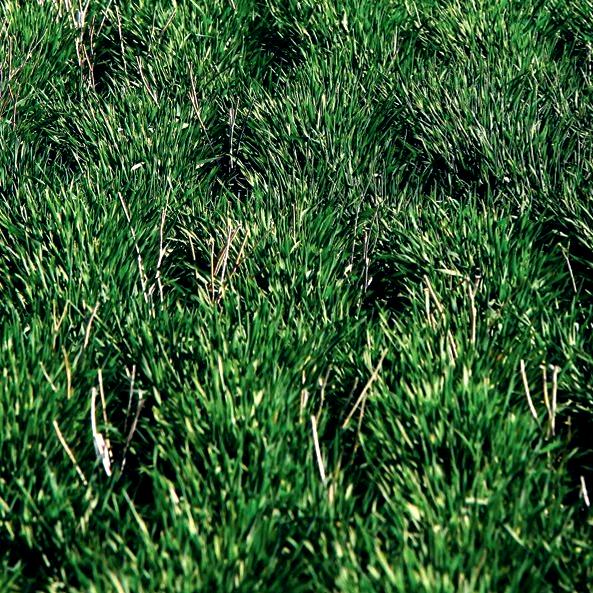 Fall Rye