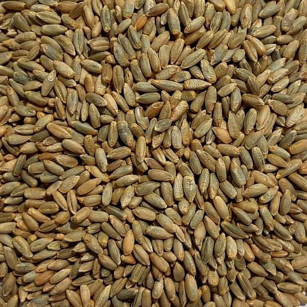 50 Rye Fall Rye Fall Rye Seed – John Boy Farms