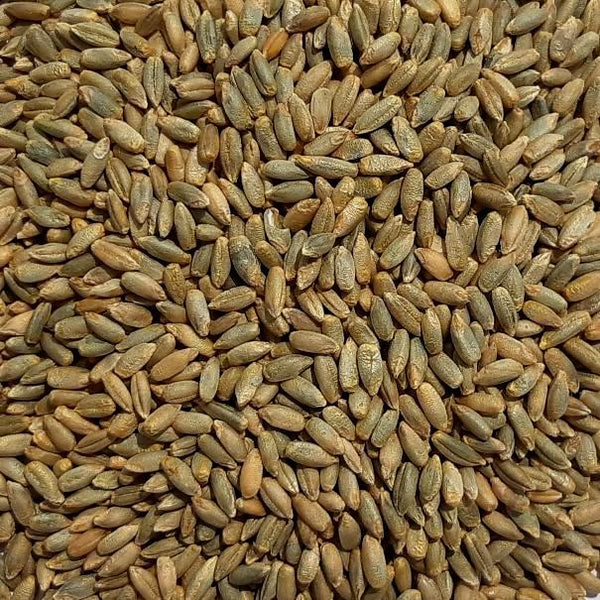 Fall Rye Seed – John Boy Farms