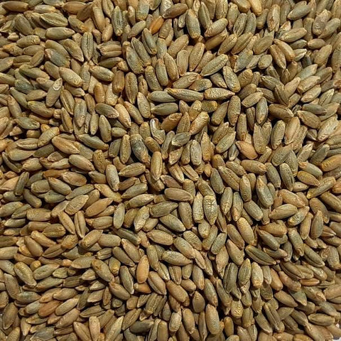 Fall Cereal Rye Seed
