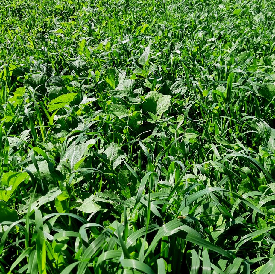 Spring Mix, Cover Crop Seed