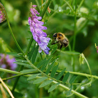Hairy Vetch Cover Crop Seed