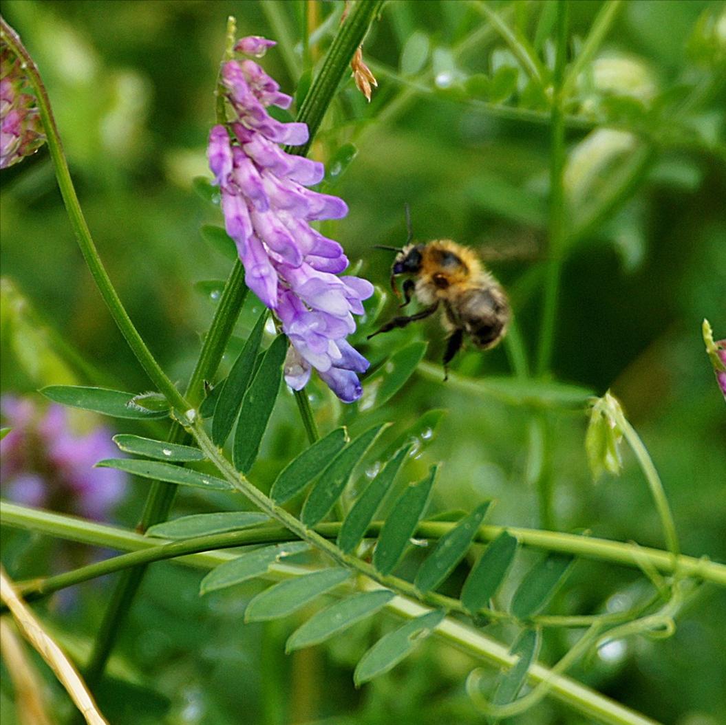 Hairy Vetch Cover Crop Seed