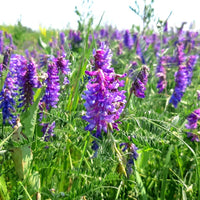 Hairy Vetch Cover Crop Seed