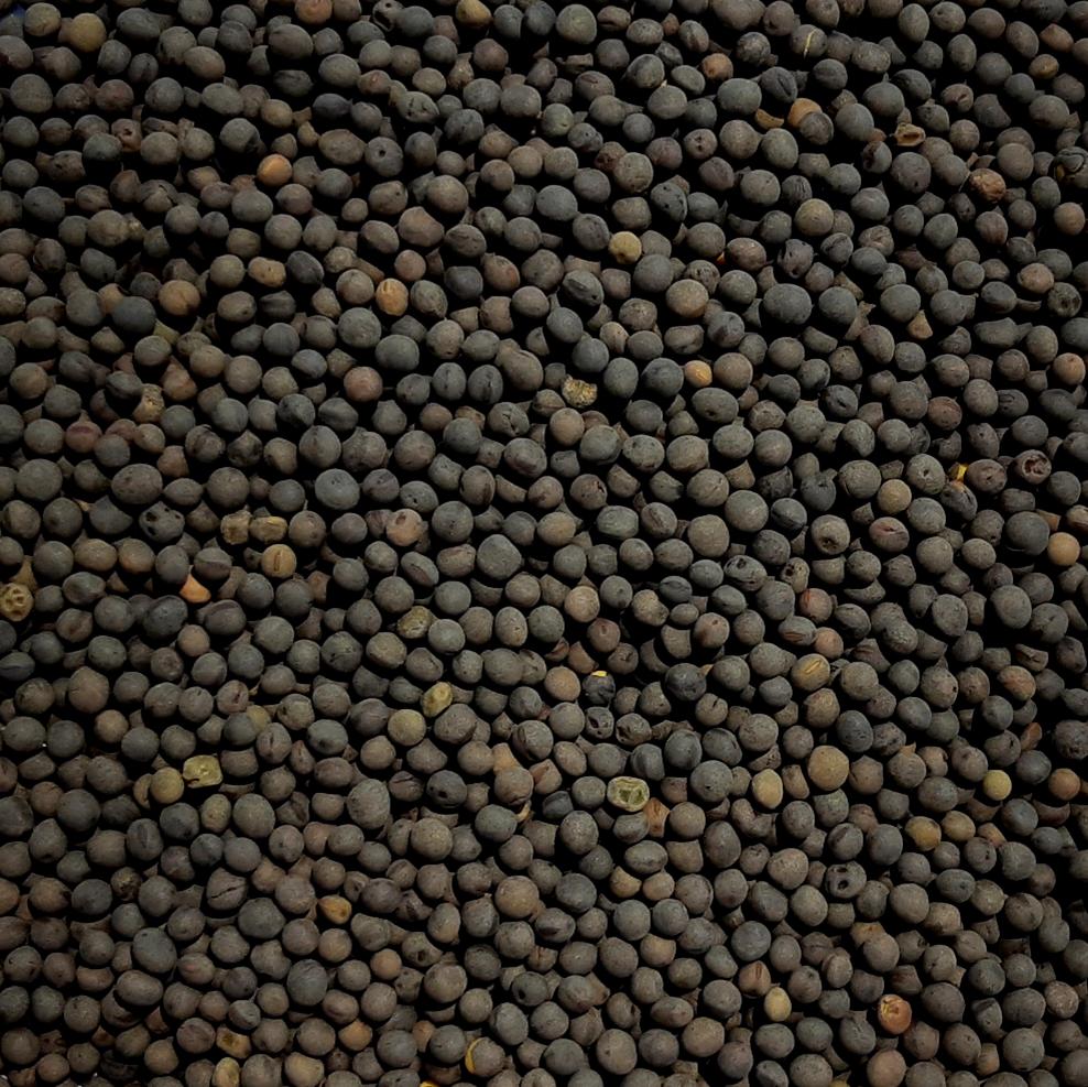 Hairy Vetch Cover Crop Seed