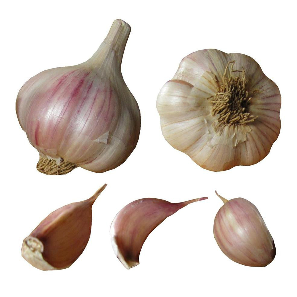 Italian purple garlic seed bulbs