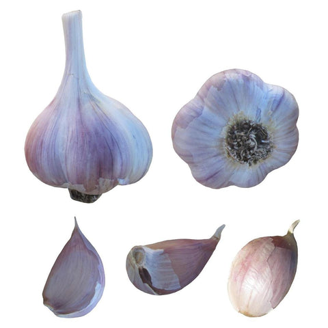 Bulk Garlic Seed Bulbs