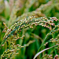 Millet Seed
