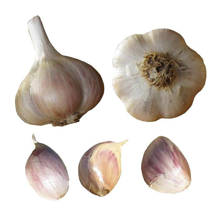 Music garlic seed bulbs