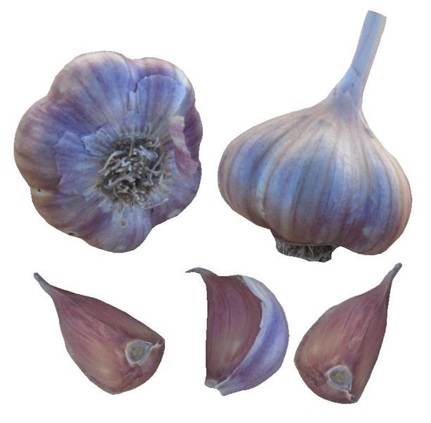 Nordic Garlic Seed Bulbs