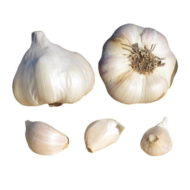 Island star garlic seed bulbs