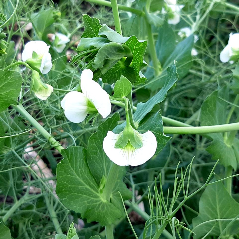 Pea Cover Crop