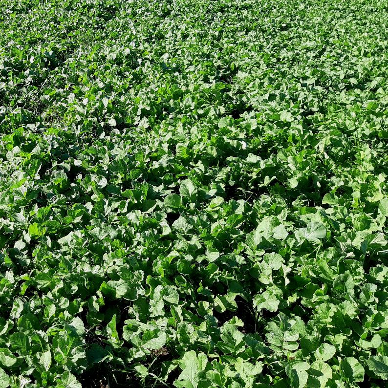 Radish Cover Crop Seed