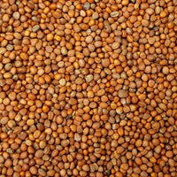 Radish Cover Crop Seed