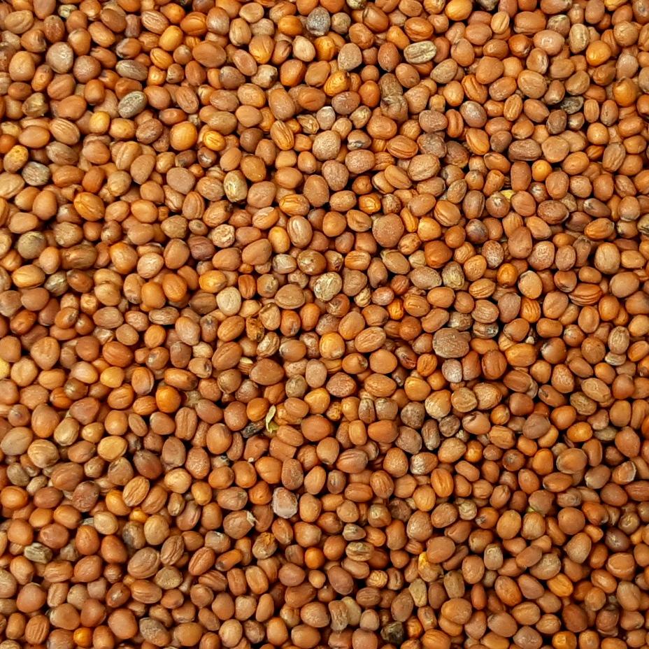 Radish Cover Crop Seed