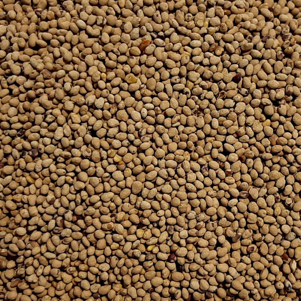 Red Clover Cover Crop Seed