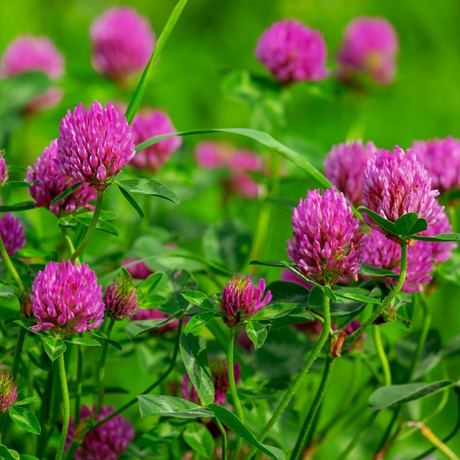 Red Clover Cover Crop Seed