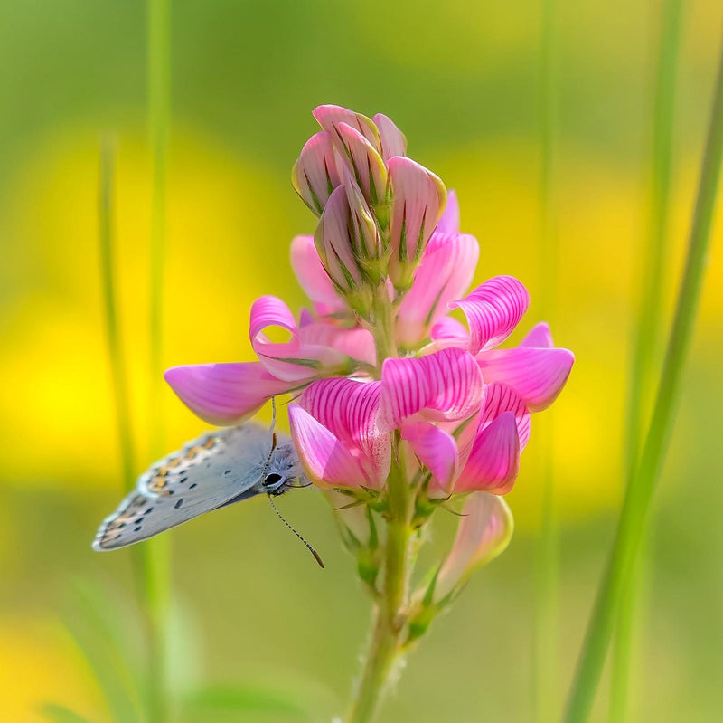 Pollinator Cover Crop Seed 