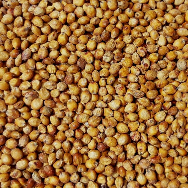 Sorghum Sudangrass