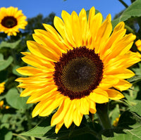 Pollinator Cover Crop Seed