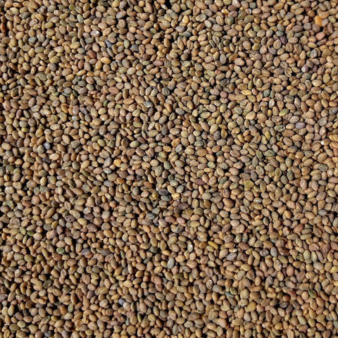Sweet Yellow Clover Cover Crop Seed