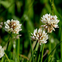 White Clover