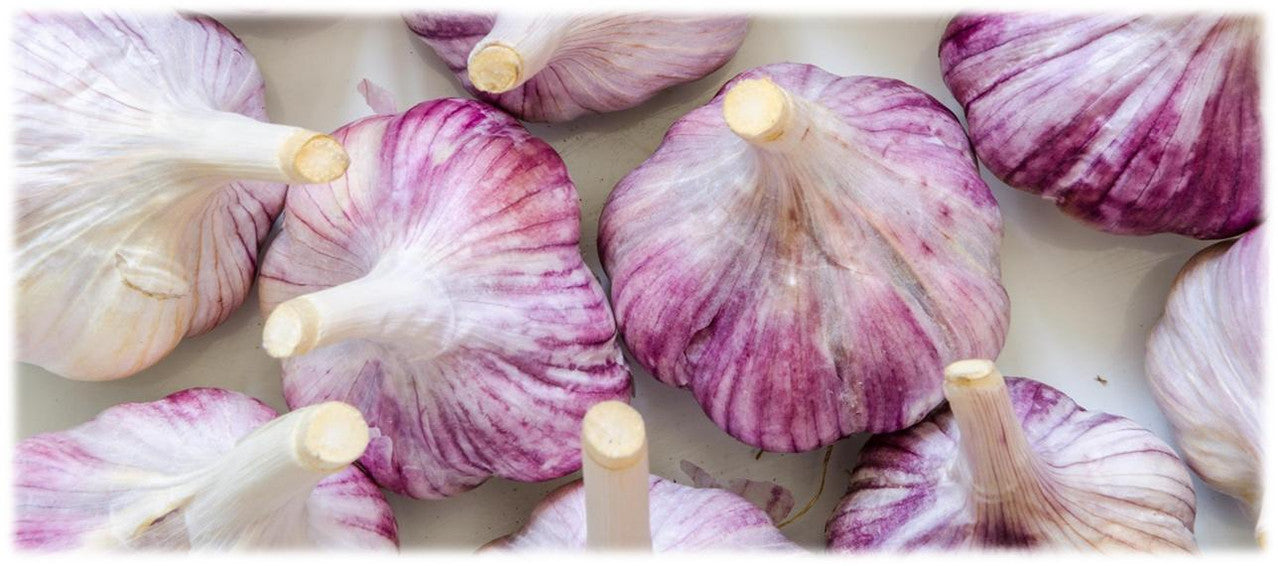 Garlic Bulb Seeds